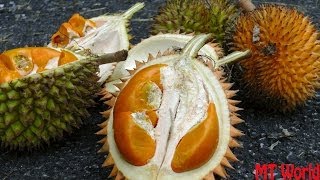 How to open and eat Jungle Durian or durio kutejensis [upl. by Airlia]