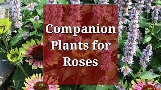 Companion Plants for Roses [upl. by Hyacinth435]