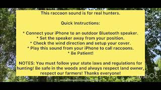 Raccoon Sound for Real Hunter Calling for big fighting raccoons [upl. by Dymphia]