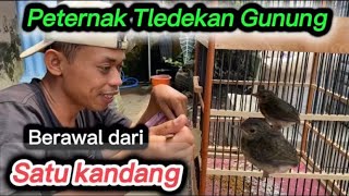 BONGKAR RAHASIA SUKSES TERNAK BURUNG TLEDEKAN [upl. by Remled772]