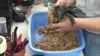 A Bulbophyllum Primer Part 2 [upl. by Rollecnahc]