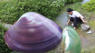 The girl found this clam in the Tamsui River and the pearls inside are so beautiful [upl. by Nrojb]