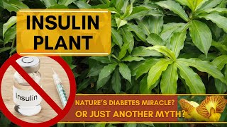 Benefits of Insulin Plant Costus Igneus  Natures Miracle Cure for Diabetes Or Mere Myth [upl. by Secilu]