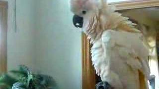 Crazy Talking Cockatoo Calling the DogBird [upl. by Scarito]