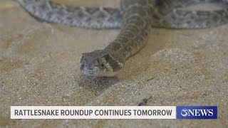 58th Annual Freer Rattlesnake Roundup sees large turnout [upl. by Assirat971]