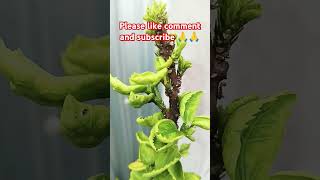 leaf curl disease  use homemade fungicide  youtubeshorts reels shorts trending viral top [upl. by Ahsoj]