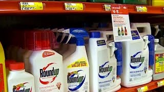 Monsanto accused of trying to hide weed killer Roundups danger [upl. by Chaworth114]