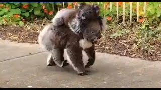 Baby Koala Takes Stroll With Mom [upl. by Meeki]