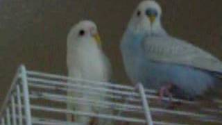 My Budgies Tweeting To Birds On The Pc [upl. by Dranoc]