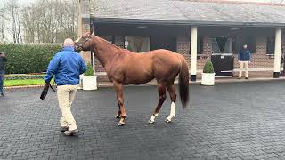 Earthlight at Kildangan Stud [upl. by Anelhtak]