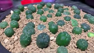 Repotting Lophophora Seedlings Pain Final Part [upl. by Engelbert216]