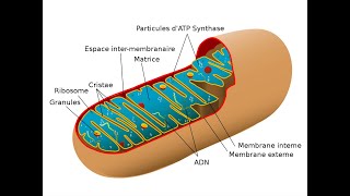 Les mitochondries [upl. by Keane971]