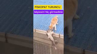 Bu turuncu kedi durdurulamaz [upl. by Tome]