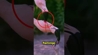 Flamingo Digging Its Beak 😱🦩 [upl. by Ydassac165]