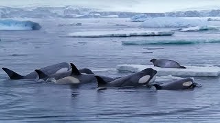 Killer Whale Flips Seal Into the Air [upl. by Ahsinotna707]