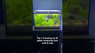 Day 1 of posting my betta and dwarf Rasbora tank KoolHandEditz MDFishTanks [upl. by Freemon673]