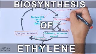 Biosynthesis of Ethylene [upl. by Ozmo]