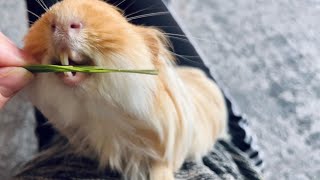 Guinea pig is eating Slow motion [upl. by Shelbi]