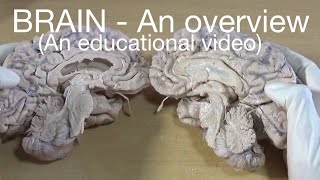 BRAIN  An overview An educational video [upl. by Ydak]