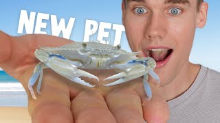 Raising A Baby Blue Crab From The Bait Shop [upl. by Fidelis]