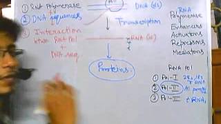 Eukaryotic transcription part 1 introduction [upl. by Llehsim]