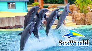 Dolphin Adventures Show SeaWorld Orlando 2023  SeaWorld Orlando [upl. by Leahcimluap]