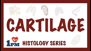 CARTILAGE  Histology Types Functions [upl. by Fattal]