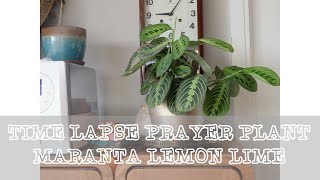 Prayer PlantMaranta Lemon Lime Timelapse [upl. by Rovner]