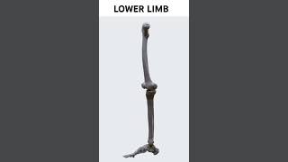 Lower Limb anatomy completeanatomy bodyanatomy [upl. by Natfa]