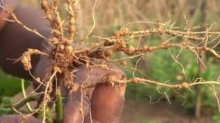 Nematodos agalladores Como prevenirlos y eliminarlos [upl. by Goldwin]