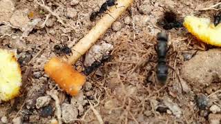 competition for prey between pseudoneoponera ants and dinoponera ants [upl. by Atinas]