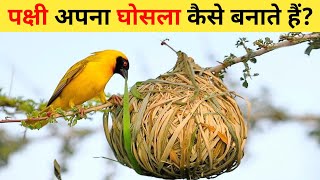 चिड़िया का घोंसला  Chidiya Ka Ghosla  Chidiya Ghosla Kaise Banati Hai  Amazing Birds Nest On Tree [upl. by Eleon]