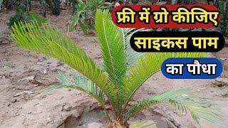 How to grow and care Cycas palmSago palmcycas palm propagation trick using pups [upl. by Hcahsem]