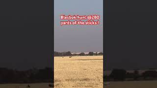 Blesbok hunt  280 yards [upl. by Harihs]