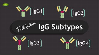 IgG Antibodies subtypes  Full Lecture  Immunology  Basic Science Series [upl. by Herrod]