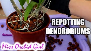 Repotting outdoor Dendrobium Orchids  Cutting old canes [upl. by Anaej]