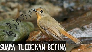 Tlendekan gunung betina memanggil  Terngiang burung [upl. by Htinnek]