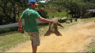 Rare maned sloth secured in Brazils rainforest  Kragenfaultier im Regenwald Brasilien [upl. by Golightly]