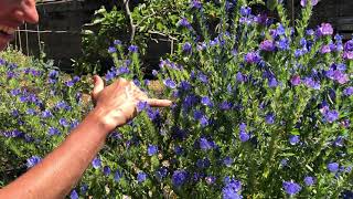 Vipers bugloss  see how the bees adore it [upl. by Valsimot693]