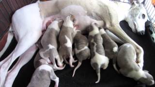 WHIPPET Tenderline Puppies Litter B [upl. by Devinne]