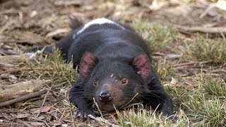 Last of the Tasmanian devils Infectious cancer to blame [upl. by Cheria955]