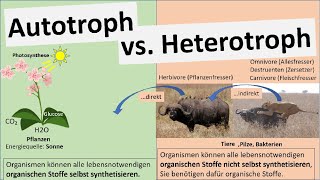 Autotroph vs Heterotroph Ernährungsweisen Biologie [upl. by Eiramlatsyrc]