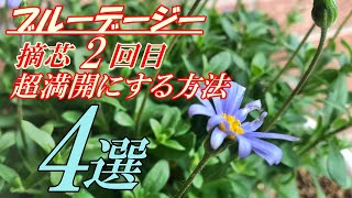 【花】ブルーデージーの育て方・摘芯２回目 [upl. by Latsyrd]