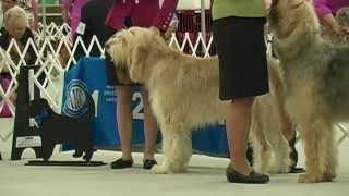 The 2015 Otterhound Club of America National Specialty [upl. by Sahpec511]