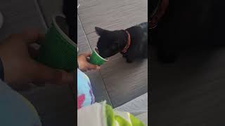 Gato comiendo yogurt 😋 gatos cat humor viral miau [upl. by Eelymmij475]