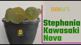 Stephania Kawasaki Nova Beginners Care Guide Stephania Kaweesakii Care Guide For Beginner [upl. by Giark]