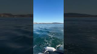 Full limits of rockfish and lingcod near Point Reyes🤙🏽🎣 bodegabay rockfishing [upl. by Ireg]