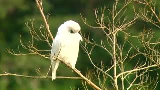 Araponga cantando na natureza [upl. by Godewyn]