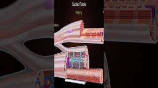 Cardiac Muscle physicle Animation [upl. by Robbi]