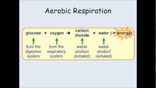 KS3 Biology  Breathing and the effects of exercise [upl. by Oralee]